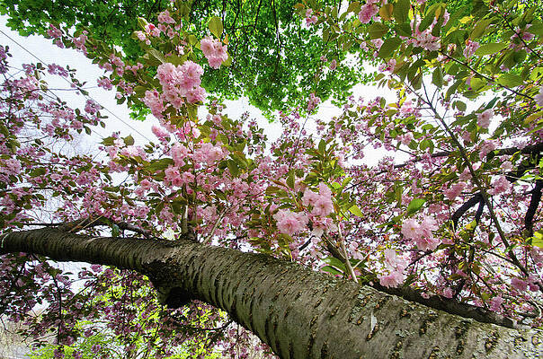Wall Art - Photograph - Cherry Blossoms Flowers by Crystal Wightman