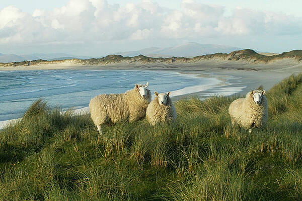 Wall Art - Photograph - Cheviot Sheep Grazing Eroding Machair At Front Of Sand by David Woodfall / Naturepl.com