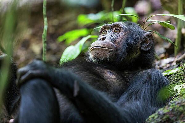 Wall Art - Photograph - Chimpanzee Relaxing In The Forest Of Kibale National Park by Christophe Courteau / Naturepl.com