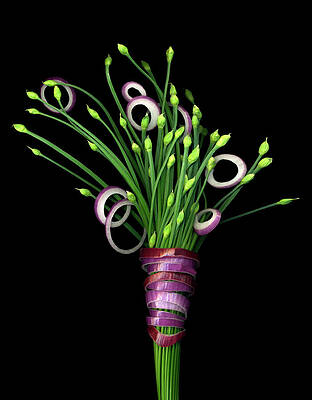 Onion Paintings Fine Art America