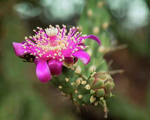 Cholla Flower h1934 by Mark Myhaver Cholla Flower h1934 by Mark Myhaver