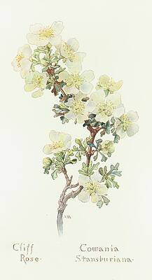 Wall Art - Painting - Cliff Rose by Margaret Armstrong