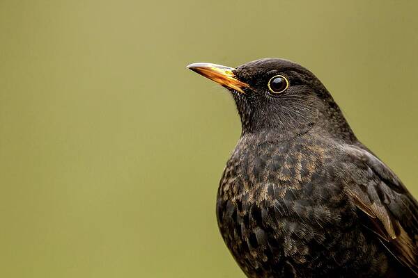 Wall Art - Photograph - Close-up Of A Male Blackbird (turdus by Sarah Darnell