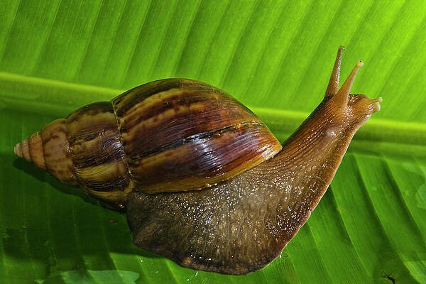 Wall Art - Photograph - Close-up Of A Snail Crawling On A Leaf by Don White