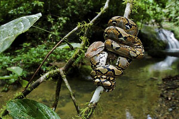 Wall Art - Photograph - Close Up Of Juvenile Reticulated Python by Nick Garbutt