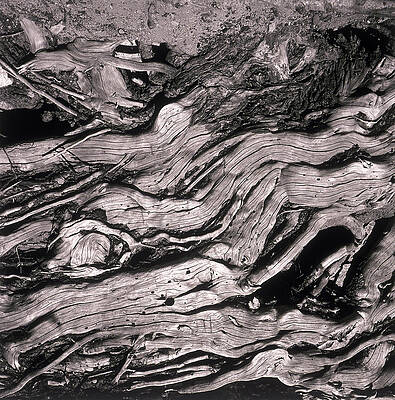 Close-up Of Old Tree Print by Henri Silberman