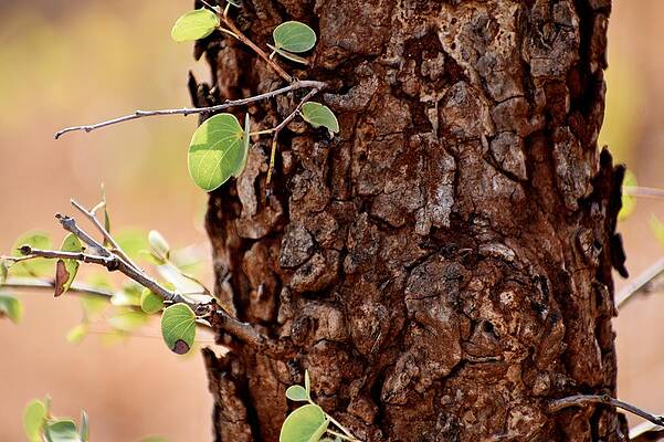 Close up of tree steam by Ravindra Kumar