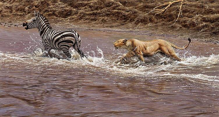 Wall Art - Painting - Closing In - Lion Chasing a Zebra by Alan M Hunt