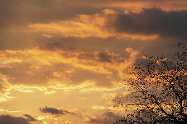 Cloudy Sunset and Tree by David Burnside