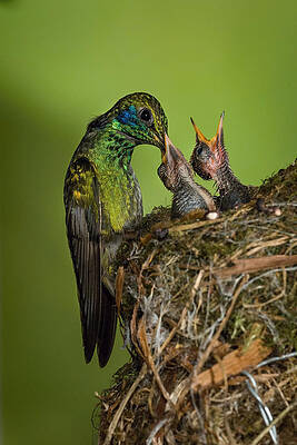 Wall Art - Photograph - Colibri Thalassinus, Mexican Violetear by Petr Simon