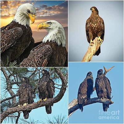 Collage of SWFL Eagle by Liz Grindstaff Collage of SWFL Eagle by Liz Grindstaff