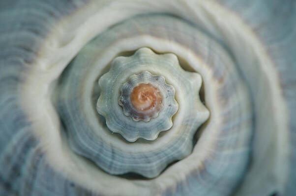 Sea Shell Wall Art For Sale
