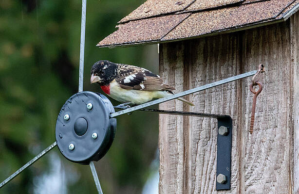 Colorful Red-Breasted Grosbeak by Ricky L Jones Colorful Red-Breasted Grosbeak by Ricky L Jones