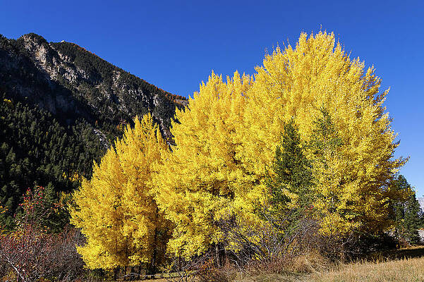 Colors of fall - 7 - French Alps by Paul MAURICE Colors of fall - 7 - French Alps by Paul MAURICE