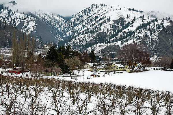 Columbia River Photograph - Columbia Orchard In Snow by Tom Cochran