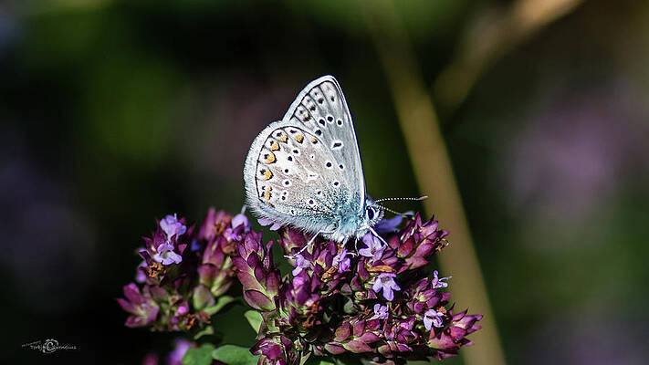 Common Blue showing the underside while perching on the oregano by Torbjorn Swenelius Common Blue showing the underside while perching on the oregano by Torbjorn Swenelius