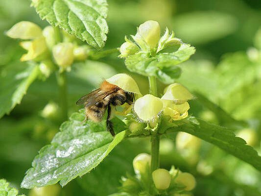Wall Art - Photograph - Common Carder Bumblebee Nectaring On A Yellow Archangel by Nick Upton / Naturepl.com