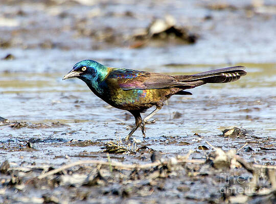Common Grackle on Drained Rosemary Lake by Ilene Hoffman Common Grackle on Drained Rosemary Lake by Ilene Hoffman