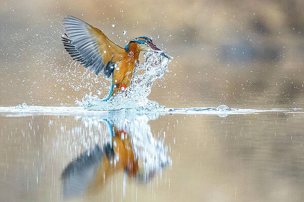 Wall Art - Digital Art - Common Kingfisher, Italy by Alessandro La Porta