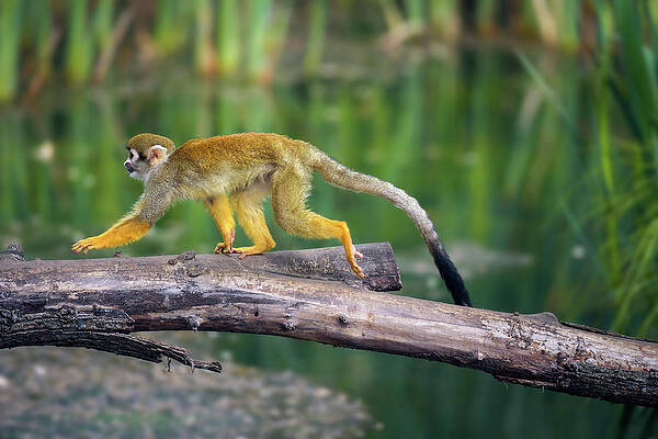 Wall Art - Photograph - Common squirrel monkey walking on a tree branch above water by Miroslav Liska