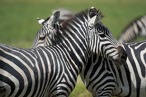 Common Zebras (equus Quagga), Amboseli National Park, Kenya, Africa Digital  Art by Delta Images - Pixels