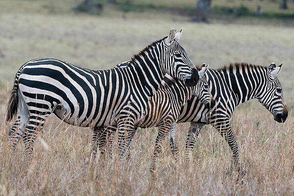 Wall Art - Digital Art - Common Zebras (equus Quagga) Tsavo, Kenya, Africa by Delta Images