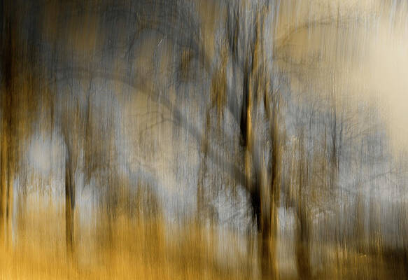 Composited Image Of Trees Print by Diane Miller