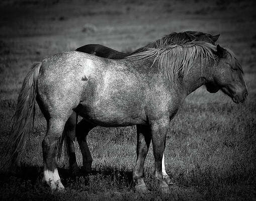 Wall Art - Photograph - Comrades by Catherine Sobredo