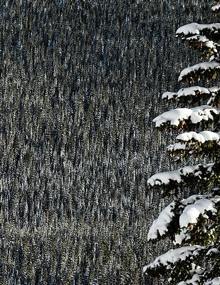 Wall Art - Photograph - Coniferous Trees In Distance With A Lone, Snow-covered Tree In Front by Cavan Images