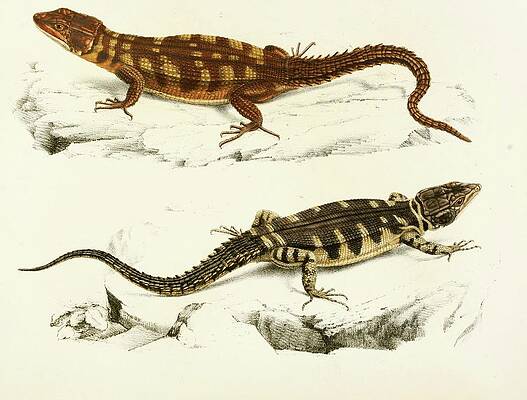 Wall Art - Painting - Cordylus Microlepidotus by Sir Andrew Smith