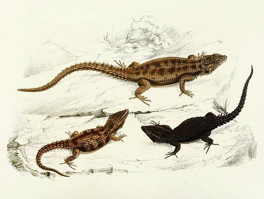 Wall Art - Painting - Cordylus Polyzonus, Cordylus Griseus Var by Sir Andrew Smith