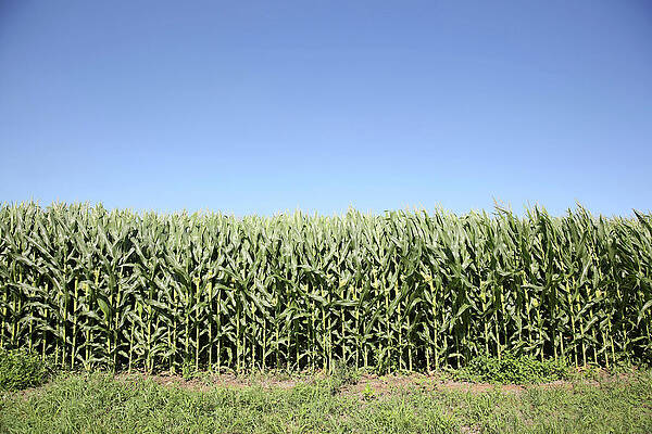 Wall Art - Photograph - Corn Grows in a Field in Wyanet by Daniel Acker