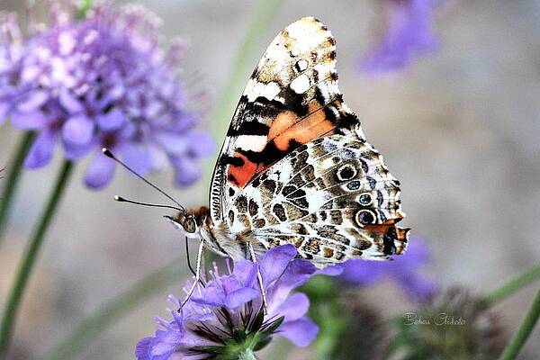 Wall Art - Photograph - Cosmopolitan Splashes Dots by Barbara Chichester