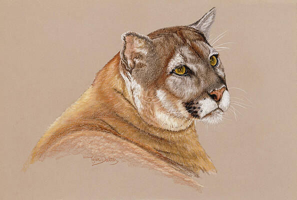 Cougar Art For Sale Fine Art America