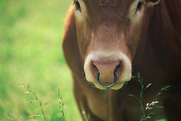 cow with a nose ring jenny cundy