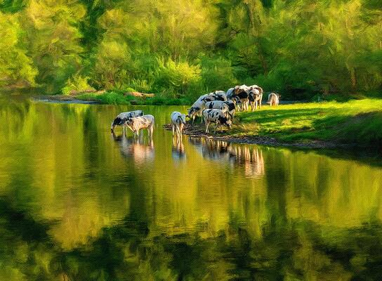 Wall Art - Photograph - Cows in River Dee outside Llangollen in Wales by Steven Heap