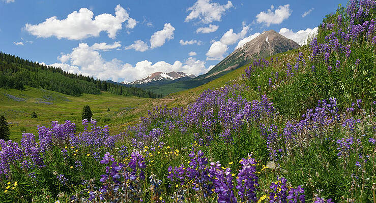 Wall Art - Photograph - Crested Butte Sunny Lupine Landscape by Cascade Colors