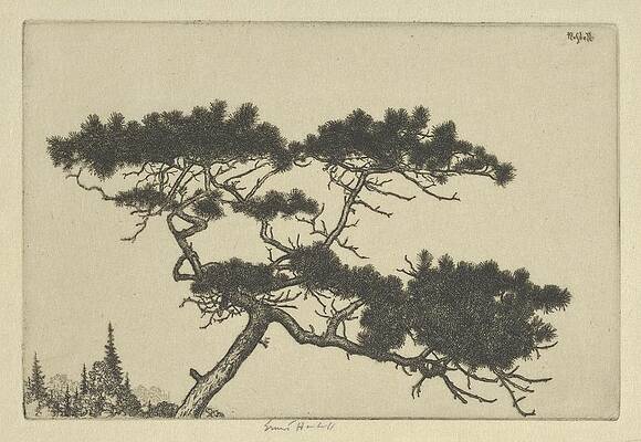 Wall Art - Drawing - Crippled Pine by Ernest Haskell