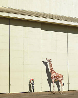 Wall Art - Photograph - Curious Giraffe by Richard Newstead