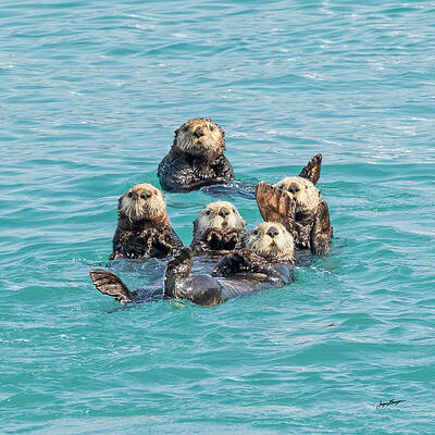 Curious Sea Otters by Jurgen Lorenzen Curious Sea Otters by Jurgen Lorenzen