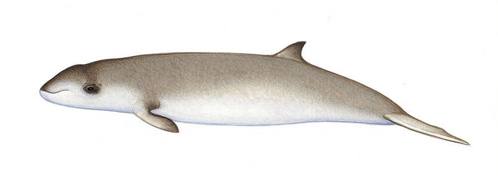 Wall Art - Photograph - Cuvier's Beaked Whale Calf by Martin Camm / Carwardine / Naturepl.com