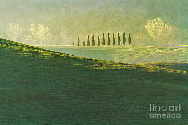 Cypress Tree Lines by Heiko Koehrer-Wagner Cypress Tree Lines by Heiko Koehrer-Wagner