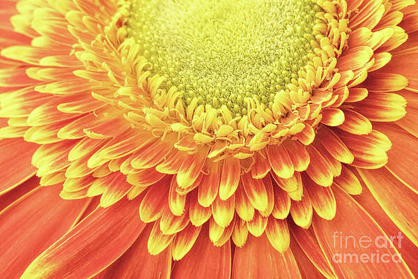 Wall Art - Photograph - Daisy Day by Marilyn Cornwell