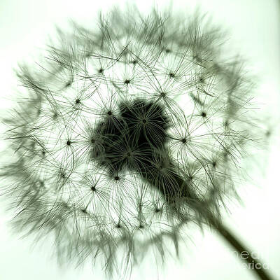 Dandelion 1 by Elena Nosyreva Dandelion 1 by Elena Nosyreva