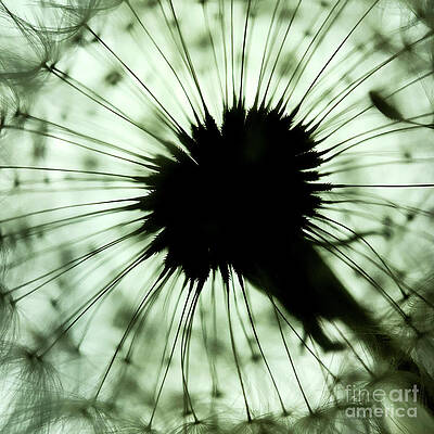 Dandelion 2 by Elena Nosyreva Dandelion 2 by Elena Nosyreva