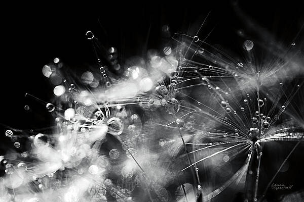 Black And White Flower Paintings Fine Art America