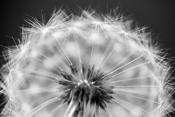 Wall Art - Photograph - Dandelion Seeds Pod Macro by Adam Romanowicz