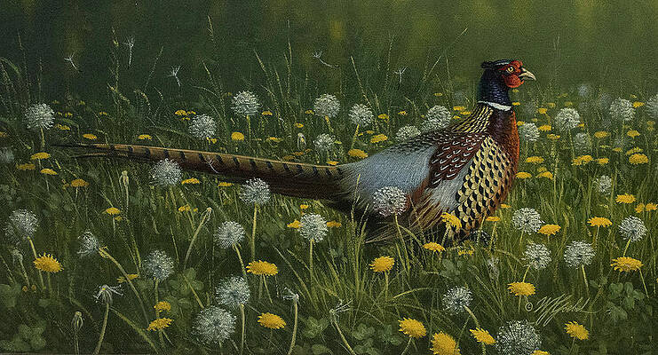 Dandy Paintings Fine Art America