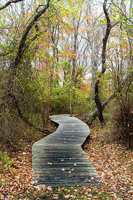 Wall Art - Photograph - Daniel Webster Fall XI by Steven David Roberts