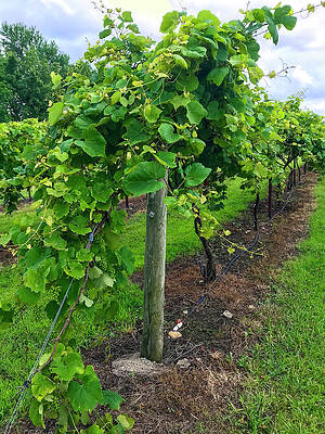 DDP DJD Grace Hill Winery 3322 by David Drew DDP DJD Grace Hill Winery 3322 by David Drew
